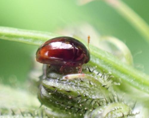 Réf. 285 562 : Olibrus sp.